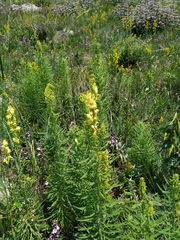 Linaria biebersteinii