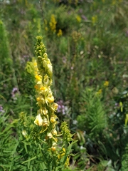 Linaria biebersteinii