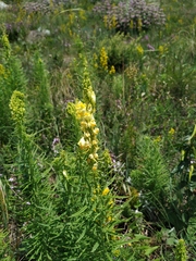 Linaria biebersteinii