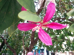 Bauhinia
