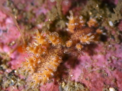 Doto maculata