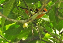 Hedyosmum racemosum