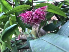 Syzygium wilsonii