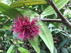 Syzygium wilsonii