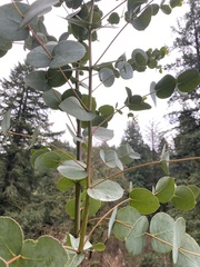 Eucalyptus urnigera