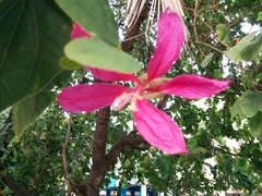 Bauhinia