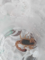 Tityus serrulatus