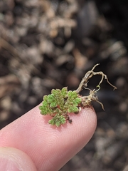 Azolla caroliniana