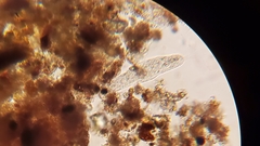 Urostylida