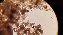 Urostylida
