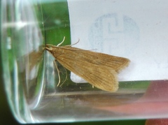 Helcystogramma rufescens