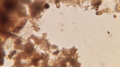 Urostylida