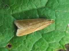 Helcystogramma rufescens