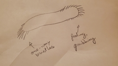 Urostylida