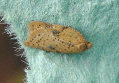 Acleris notana