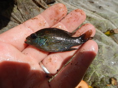 Lepomis miniatus