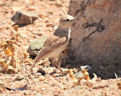 Ammomanopsis grayi