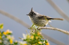 Anairetes parulus parulus