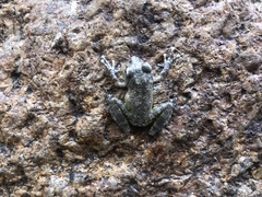 Buergeria oxycephala