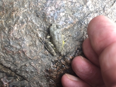 Buergeria oxycephala