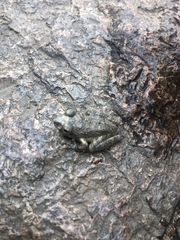 Buergeria oxycephala