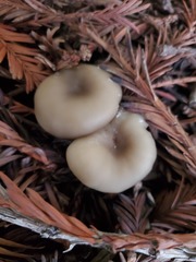 Clitocybe fragrans