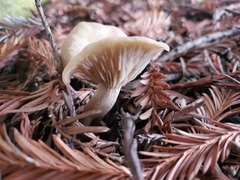 Clitocybe fragrans
