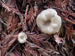 Clitocybe fragrans