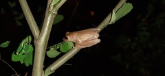 Dendropsophus columbianus