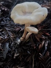 Clitocybe fragrans