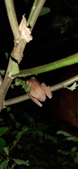 Dendropsophus columbianus