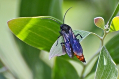 Elaphroptera scoliaeformis