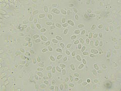 Rhodophana nitellina