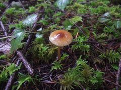 Rhodophana nitellina