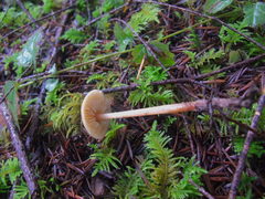 Rhodophana nitellina