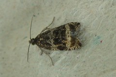 Syricoris lacunana