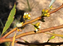 Eucalyptus leptophylla