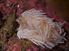 Favorinus blianus