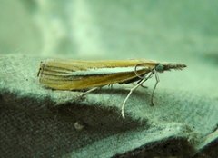 Agriphila selasella