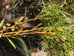 Eucalyptus leptophylla