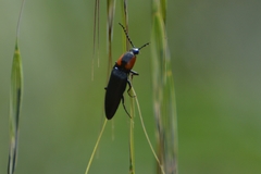 Elater decorus
