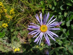 Aster amellus bessarabicus