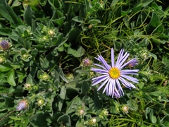 Aster amellus bessarabicus