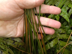 Juncus edgariae