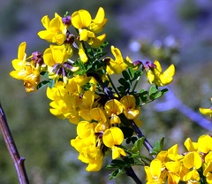 Hippocrepis emerus emeroides