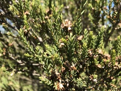 Melaleuca brevifolia