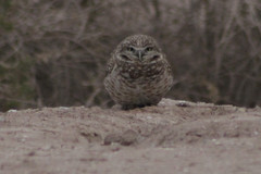 Athene cunicularia