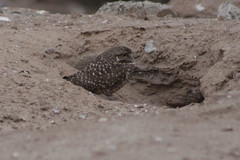 Athene cunicularia