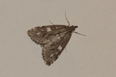 Udea olivalis