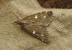 Udea olivalis